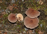 IMG_0909