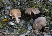 IMG_1451
