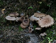 IMG_1556