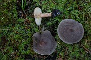IMG_9321