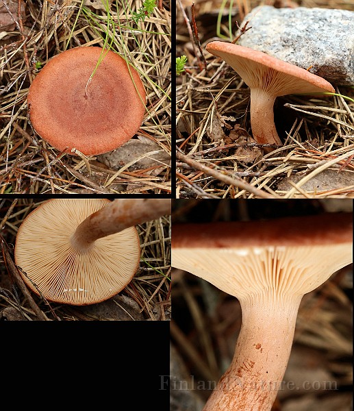 Specimen1.jpg
