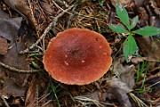 IMG_0211