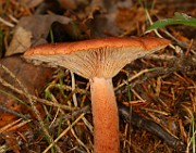 IMG_0218