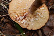 IMG_0220