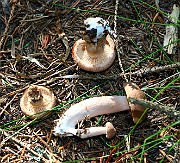 IMG_0337