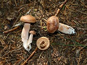 IMG_0338