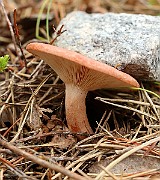 IMG_0523