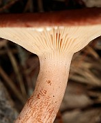IMG_0530