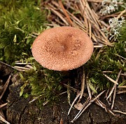 IMG_0532
