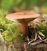 IMG_0534