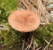 IMG_0535