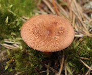 IMG_0536