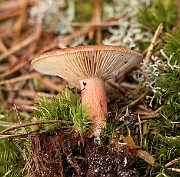 IMG_0537