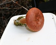 IMG_1062