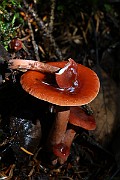 IMG_1174