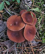 IMG_5545