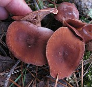 IMG_5547