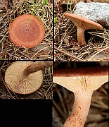 Specimen1
