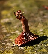 IMG_0277