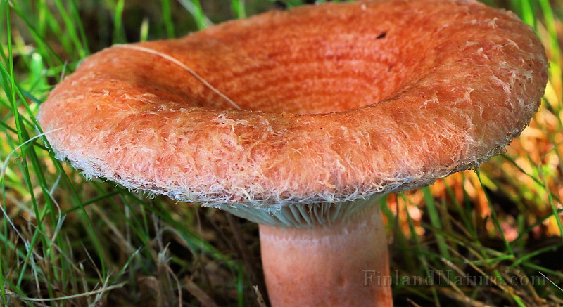 IMG_5825.JPG
