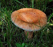 IMG_5823
