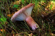 IMG_5827