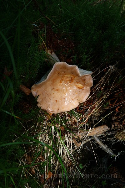 IMG_9300.JPG