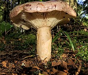 IMG_0093
