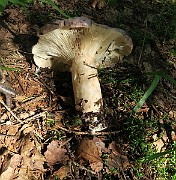 IMG_0096