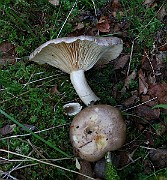 IMG_1083