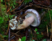 IMG_3849