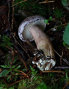 IMG_3850