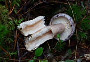 IMG_3851