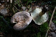 IMG_9290