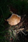 IMG_9300