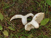 IMG_0763