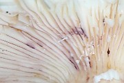 IMG_2010b