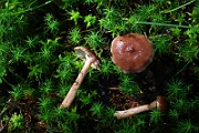 IMG_1184