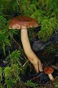 IMG_1185