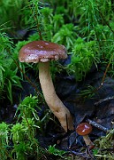 IMG_1186