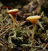 IMG_0365