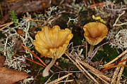 IMG_0384
