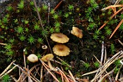 IMG_0454
