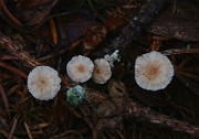 IMG_0532