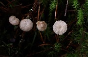 IMG_0854