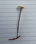 IMG_2419