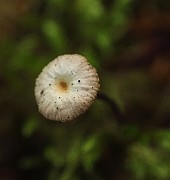 IMG_2421
