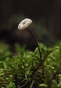 IMG_2423