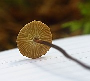 IMG_2425