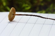 IMG_2426